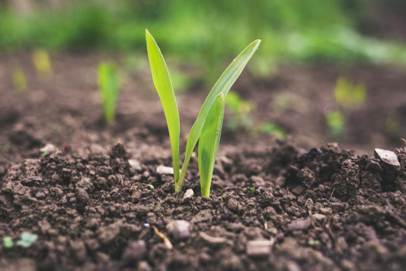 Growing sustainable food (By Roman Synkevych on unsplash.com) Growing sustainable food (By Roman Synkevych on unsplash.com)